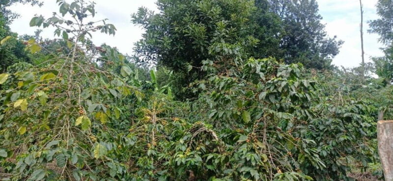 EMBU:Kenya'sCoffee & Tea,Plantations & Tea & Coffee tasting - An In-Depth Look at the Embu Coffee & Tea Tour