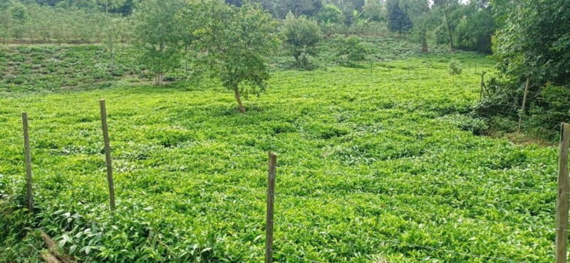 EMBU:Kenya'sCoffee & Tea,Plantations & Tea & Coffee tasting - Who Will Love This Tour?