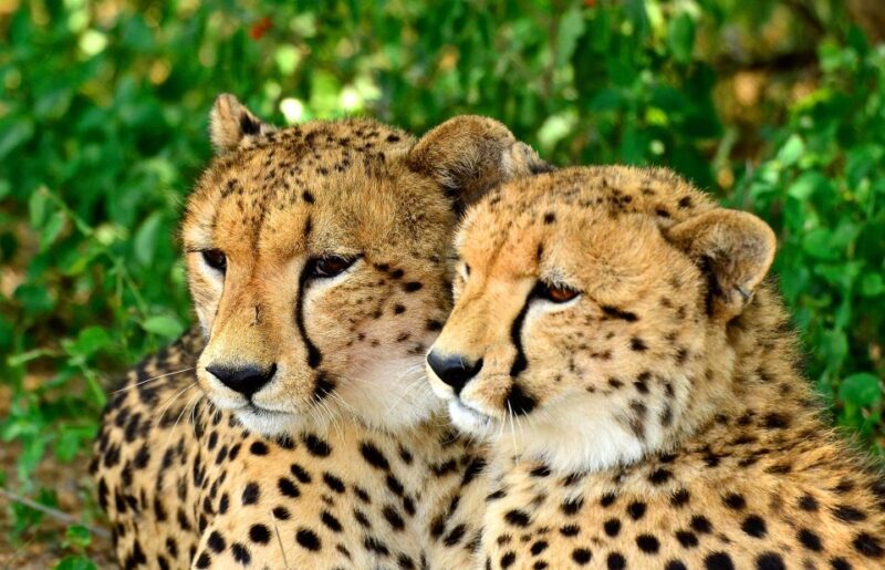 Emdoneni Wildcat Project Day Tour From Richards Bay - Practical Details & Tips