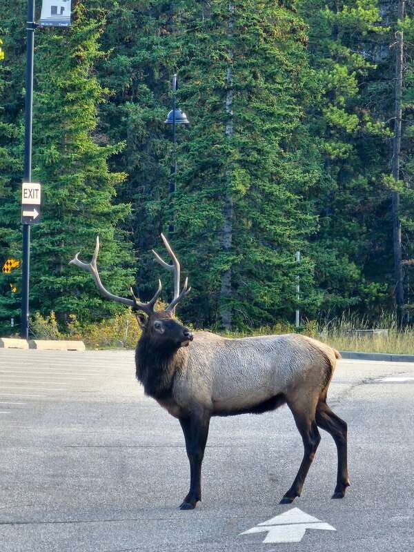 emerald-lake-lake-louise-johnston-canyon-banff-tour-suv