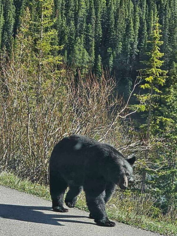 emerald-lake-lake-louise-johnston-canyon-banff-tour-suv