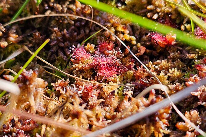 emeri Great Bog Discovery With Optional Sunrise & Jrmala Visit - What’s Included and What’s Not