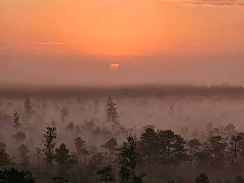 emeri Great Bog With Optional Sunrise & Jrmala Visit - Visiting the Forests and Swamps