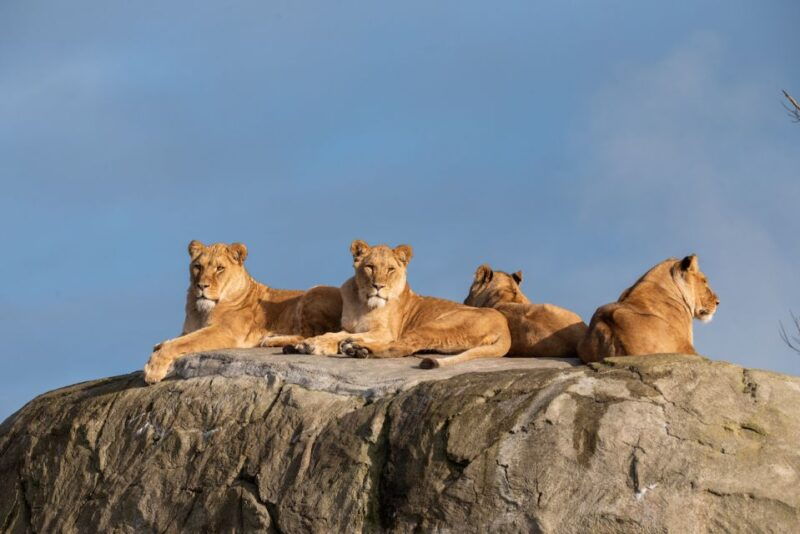 emmen-wildlands-adventure-zoo-and-rimbula-river-boat-ride