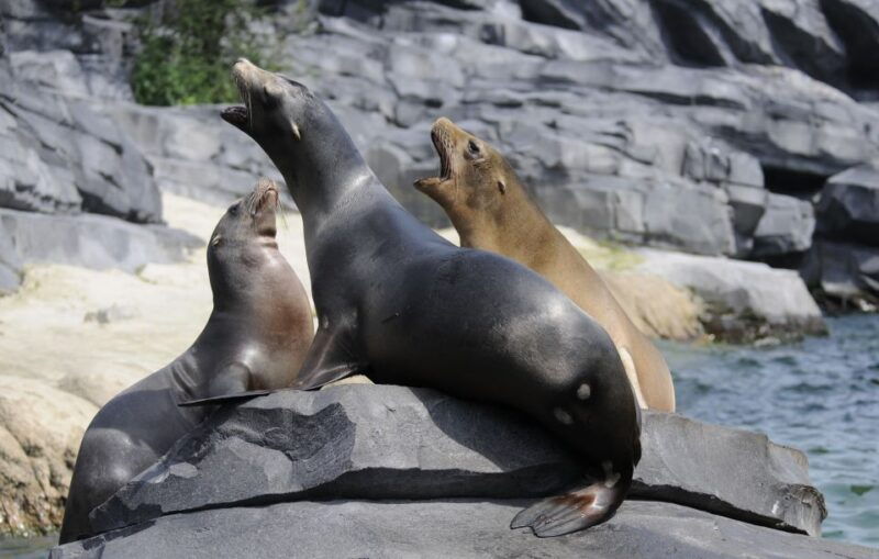 emmen-wildlands-adventure-zoo-and-rimbula-river-boat-ride