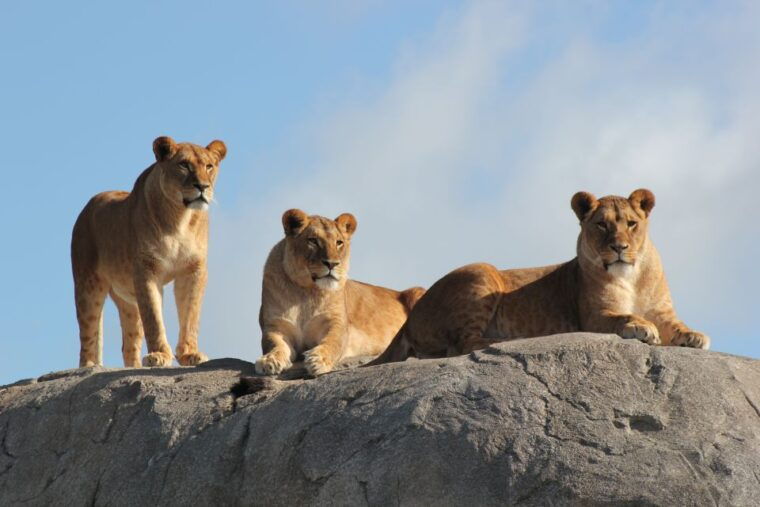 emmen-wildlands-adventure-zoo-and-rimbula-river-boat-ride