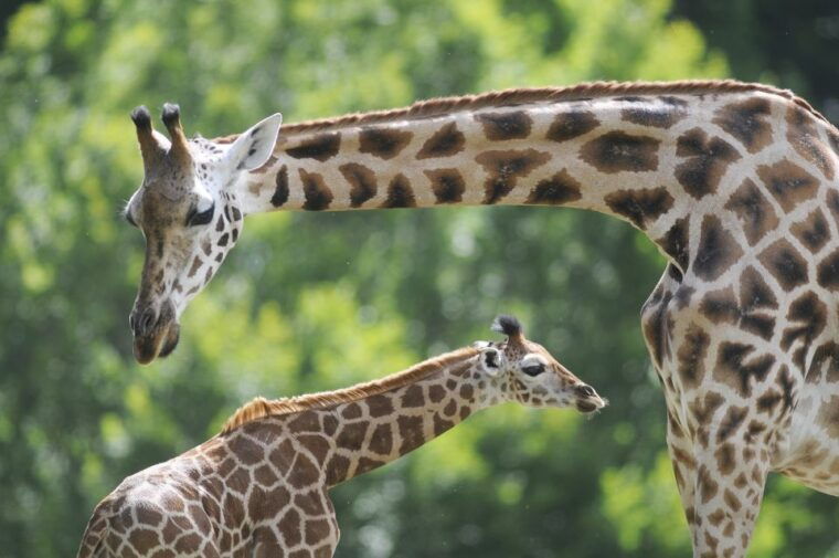 emmen-wildlands-adventure-zoo-and-rimbula-river-boat-ride