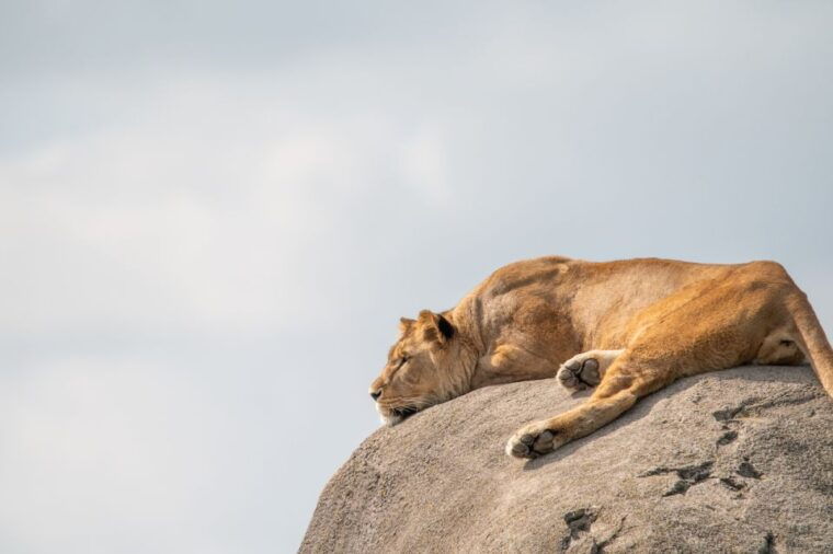 emmen-wildlands-adventure-zoo-and-rimbula-river-boat-ride