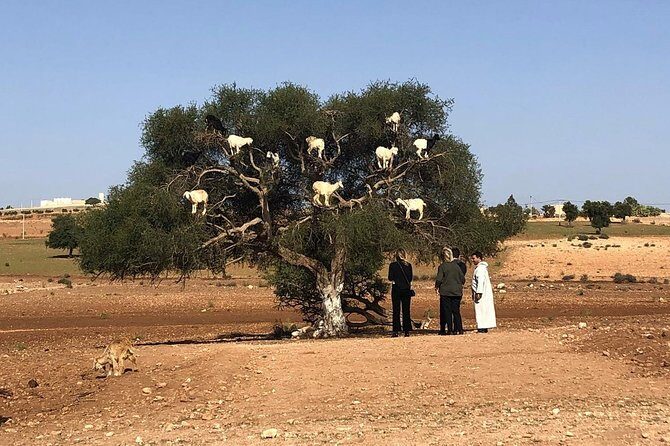 EN PETIT GROUPE vers ESSAOUIRA depuis MARRAKECH - Who Is This Tour Best For?