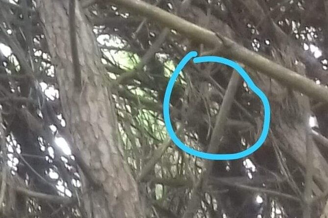 enchanted-forest-experience