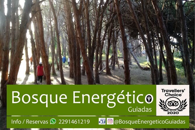 energetic-forest-guided-tour