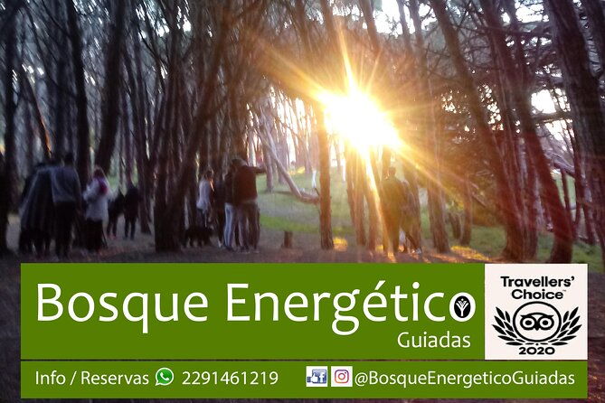 energetic-forest-guided-tour
