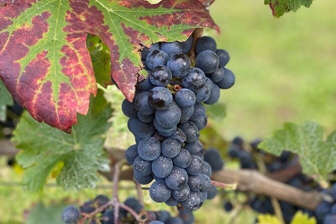 english-speaking-loire-winery-tours-pickup-from-amboise-or-tours