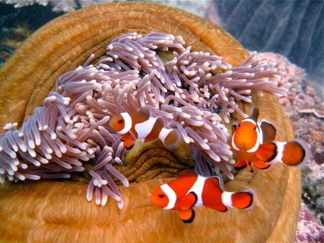 enjoy-3-fun-dives-in-kota-kinabalu-certified-divers