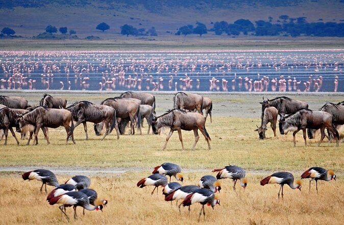 Enjoy a Private Day Trip to Lake Manyara National Park. - Key Points