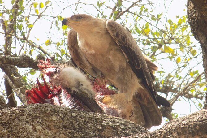 Enjoy a Private Day Trip to Lake Manyara National Park. - What to Expect on the Day Trip to Lake Manyara