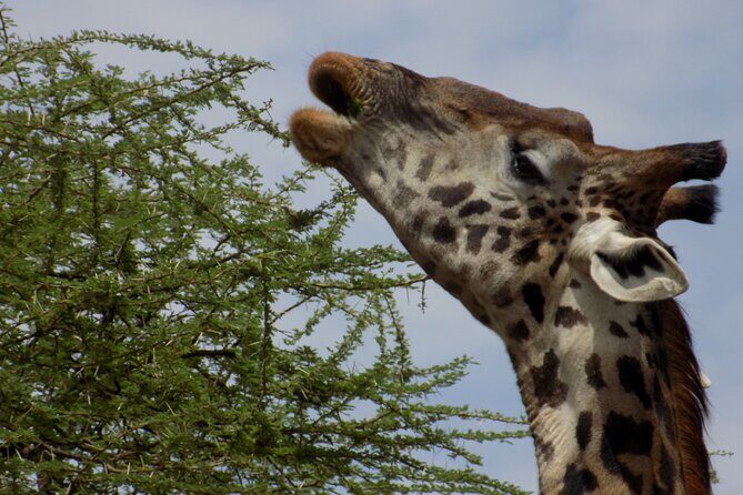 Enjoy a Private Day Trip to Lake Manyara National Park. - Practical Details
