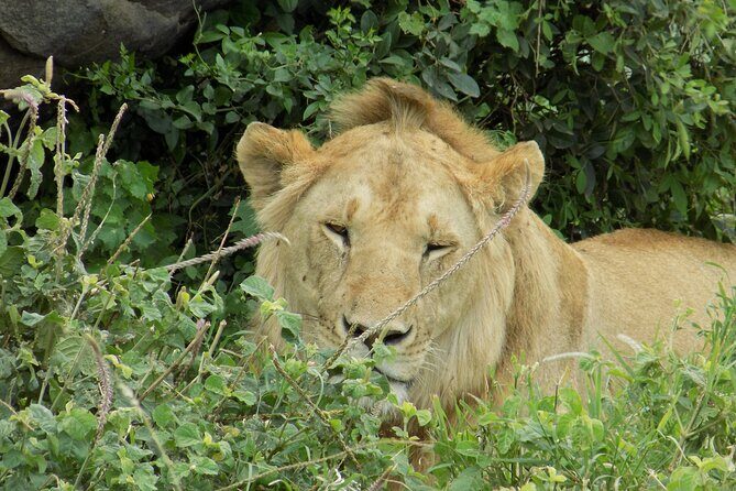 Enjoy a Private Day Trip to Lake Manyara National Park. - Who Would Love This Tour?