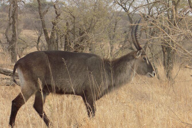 Enjoy a Private Day Trip to Lake Manyara National Park. - Final Thoughts