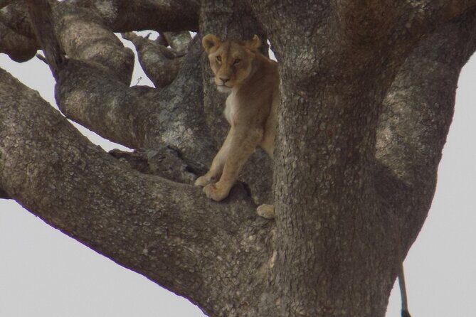 Enjoy a Private Day Trip to Lake Manyara National Park. - FAQs