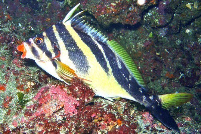 Enjoy Diving In Izu Discover Scuba Diving for Nondiver - Key Points