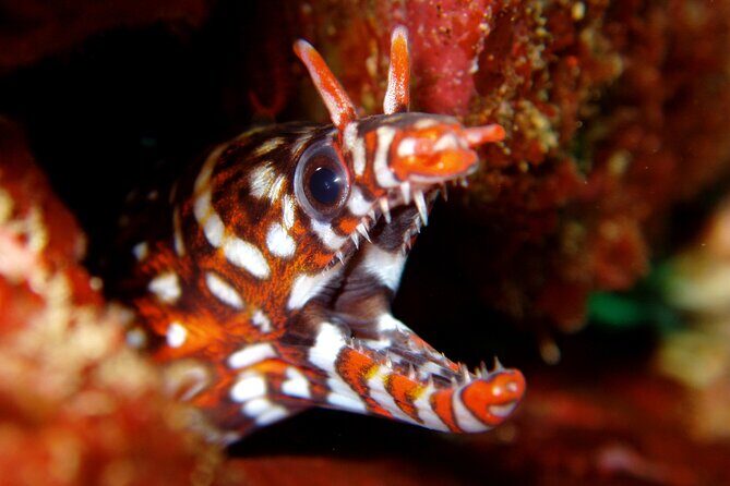 Enjoy Diving In Izu Discover Scuba Diving for Nondiver - An Honest Look at the Experience