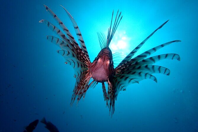 Enjoy Diving In Izu Discover Scuba Diving for Nondiver - Frequently Asked Questions