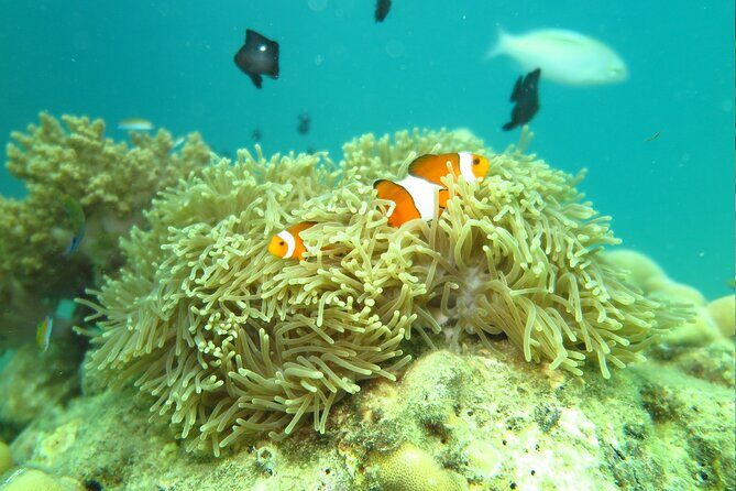 Enjoy Half Day Activities at Phuket Coral Island by Speedboat - FAQ