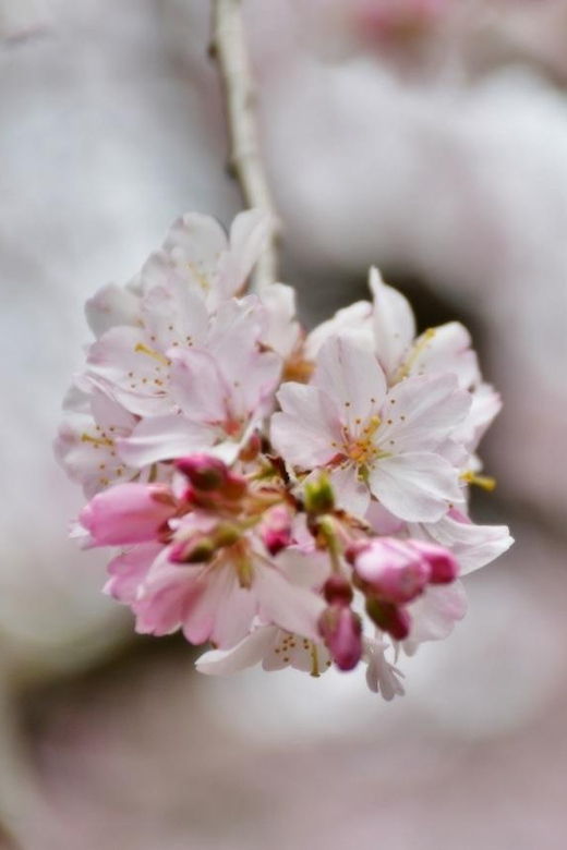 enjoy-japan-with-five-senses-wagashi-tea-ceremony-tokyo
