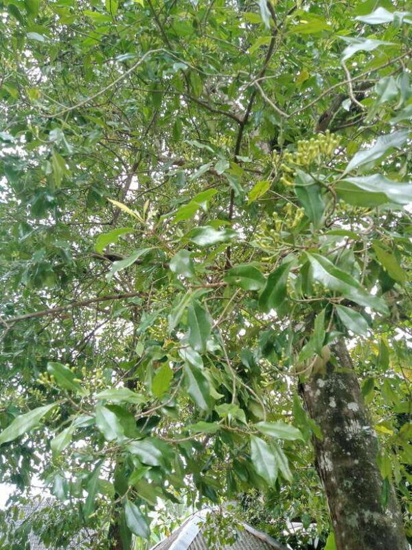 enjoy-the-rice-field-panorama-in-tete-batu-village