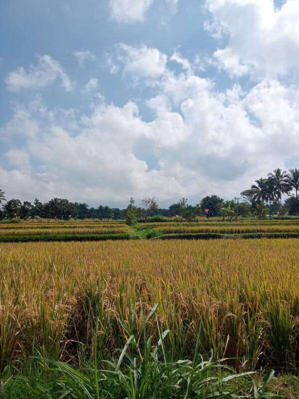 enjoy-the-rice-field-panorama-in-tete-batu-village