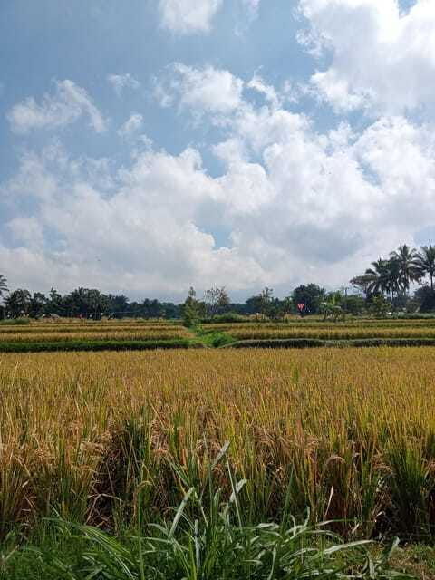 enjoy-the-rice-field-panorama-in-tete-batu-village