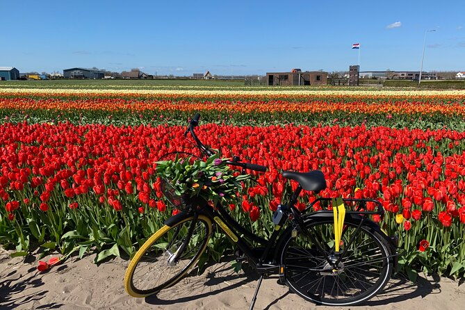 enjoy-the-tulip-fields-by-bicycle-with-a-local-guide-tulip-bike-tour