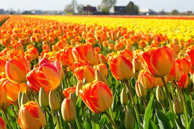 enjoy-the-tulip-fields-by-bicycle-with-a-local-guide-tulip-bike-tour