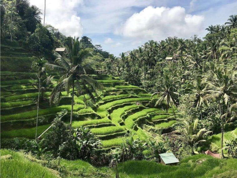 enjoy-ubud-tegallalang-tegenungan-waterfall-private-tour