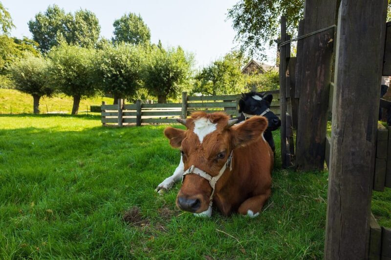 Enkhuizen: Zuiderzee Open Air Museum Entrance Tickets - How Long Should You Spend?