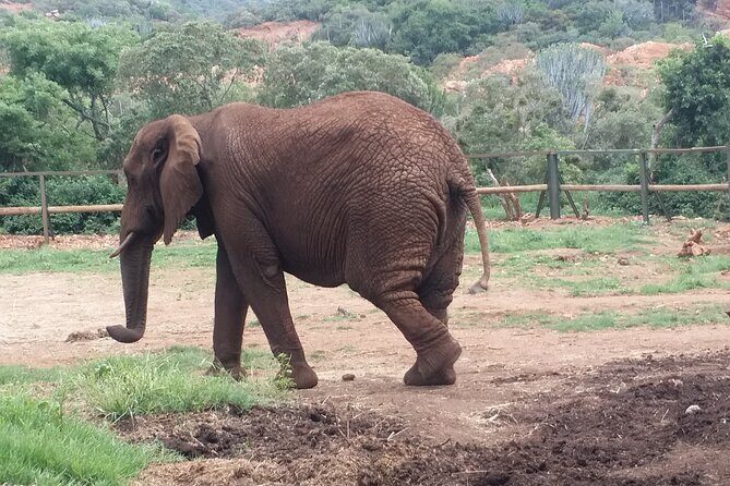 Enlightening Elephants And Monkeys Sanctuary Guided Day Tour - The Itinerary: A Day Filled with Wonder
