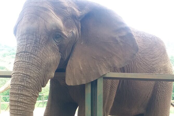 Enlightening Elephants And Monkeys Sanctuary Guided Day Tour - Authentic Encounters and Real-Life Experiences
