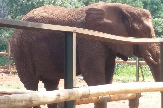 Enlightening Elephants And Monkeys Sanctuary Guided Day Tour - Who Should Consider This Tour?