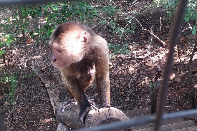 Enlightening Elephants And Monkeys Sanctuary Guided Day Tour - The Sum Up