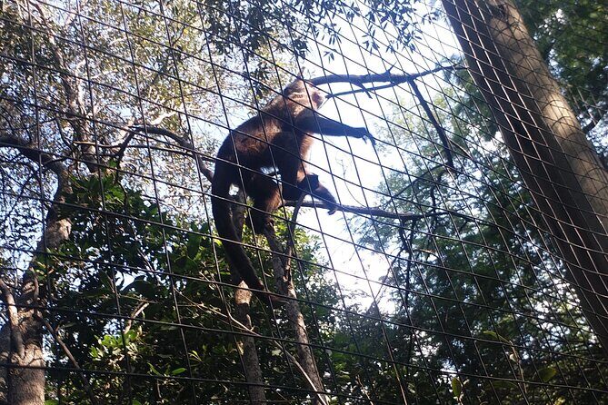 Enlightening Elephants And Monkeys Sanctuary Guided Day Tour - FAQ