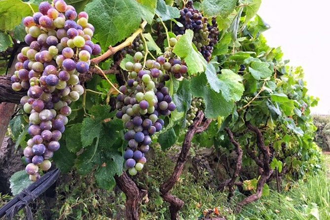 enogastronomic-tour-4-hours-in-tenerife