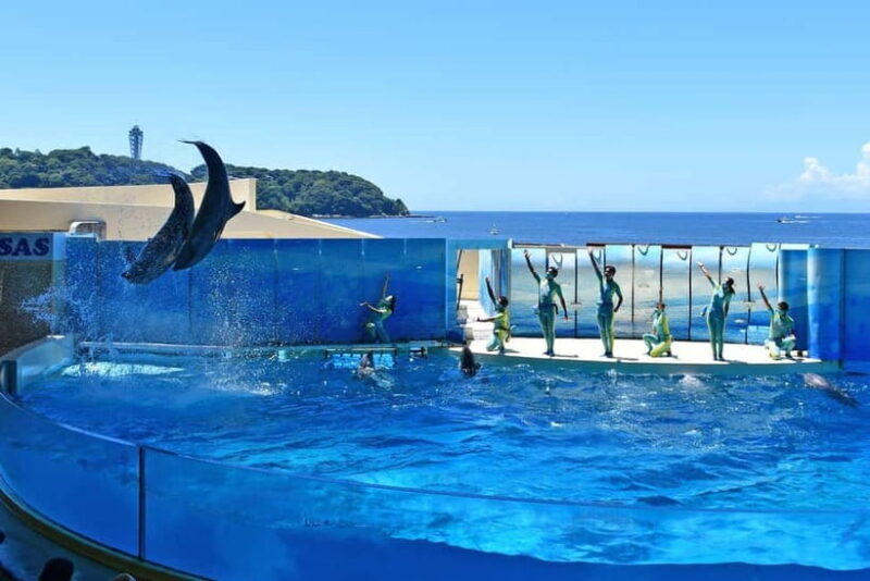 Enoshima Aquarium: Admission Ticket - Enoshima Aquarium: Admission Ticket – A Deep Dive into Marine Marvels