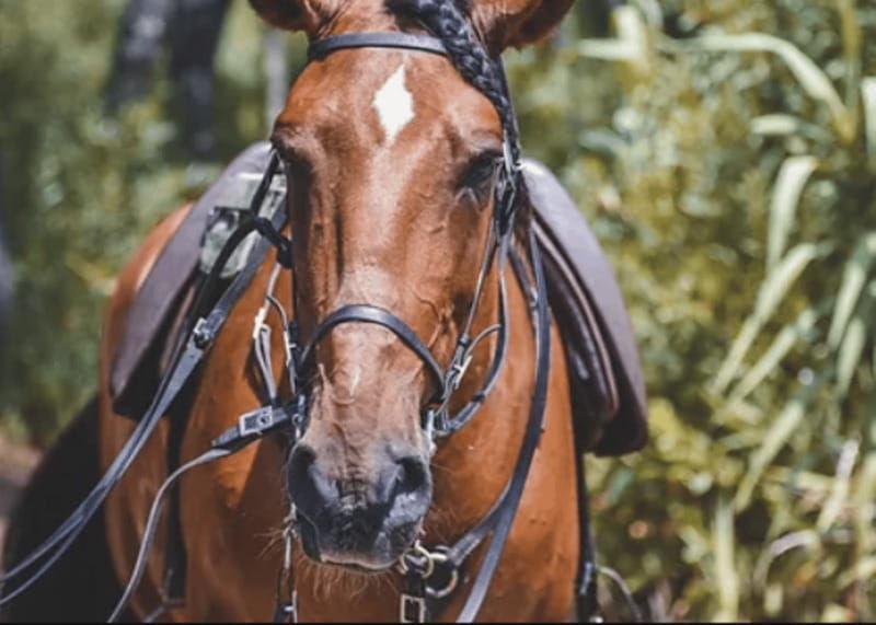 ensenada-horseback-riding-at-playa-hermosa-beach
