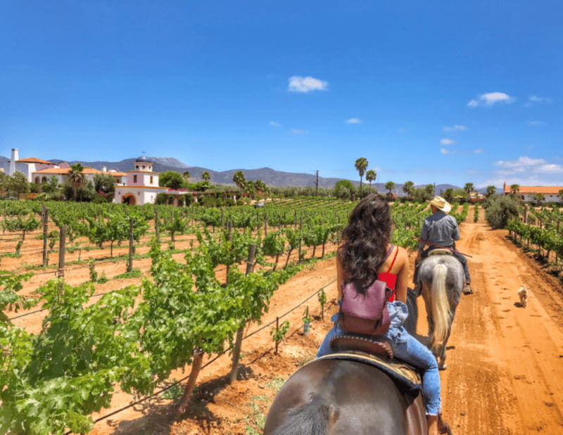 Ensenada: Horseback Riding at the Vineyards - Practical Tips for Travelers