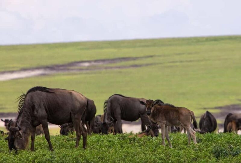 Entebbe: 9-Day Uganda Gorilla Trekking & Tanzania Safari - Key Points