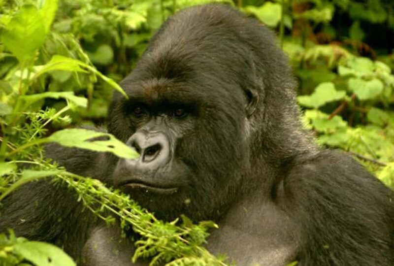 Entebbe: 9-Day Uganda Gorilla Trekking & Tanzania Safari - Introduction to the 9-Day Uganda & Tanzania Safari