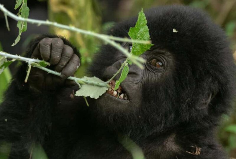 Entebbe: 9-Day Uganda Gorilla Trekking & Tanzania Safari - The Value of This Tour