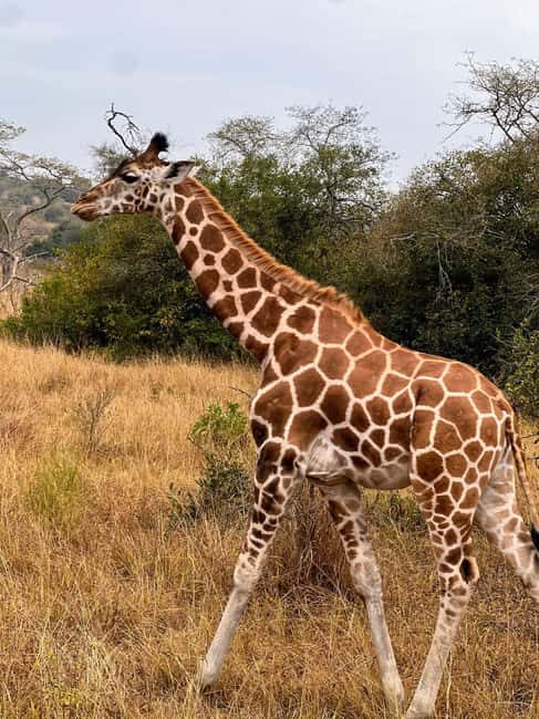Entebbe: Lake Mburo Park and Queen Elizabeth Park 3-Day Trip - Key Points