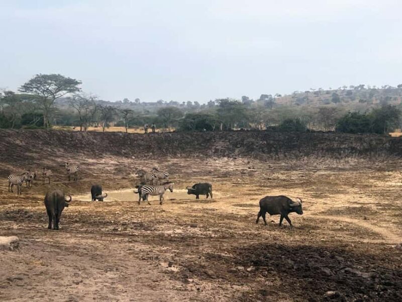 Entebbe: Lake Mburo Park and Queen Elizabeth Park 3-Day Trip - Exploring the Itinerary in Depth